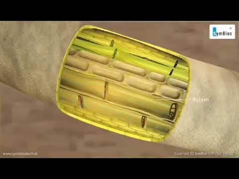 نسيجي الخشب و اللحاء