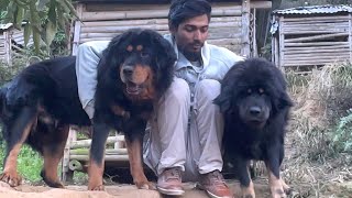 Batao Sher Jaise Hai Ki Nahi Bhotia dogs