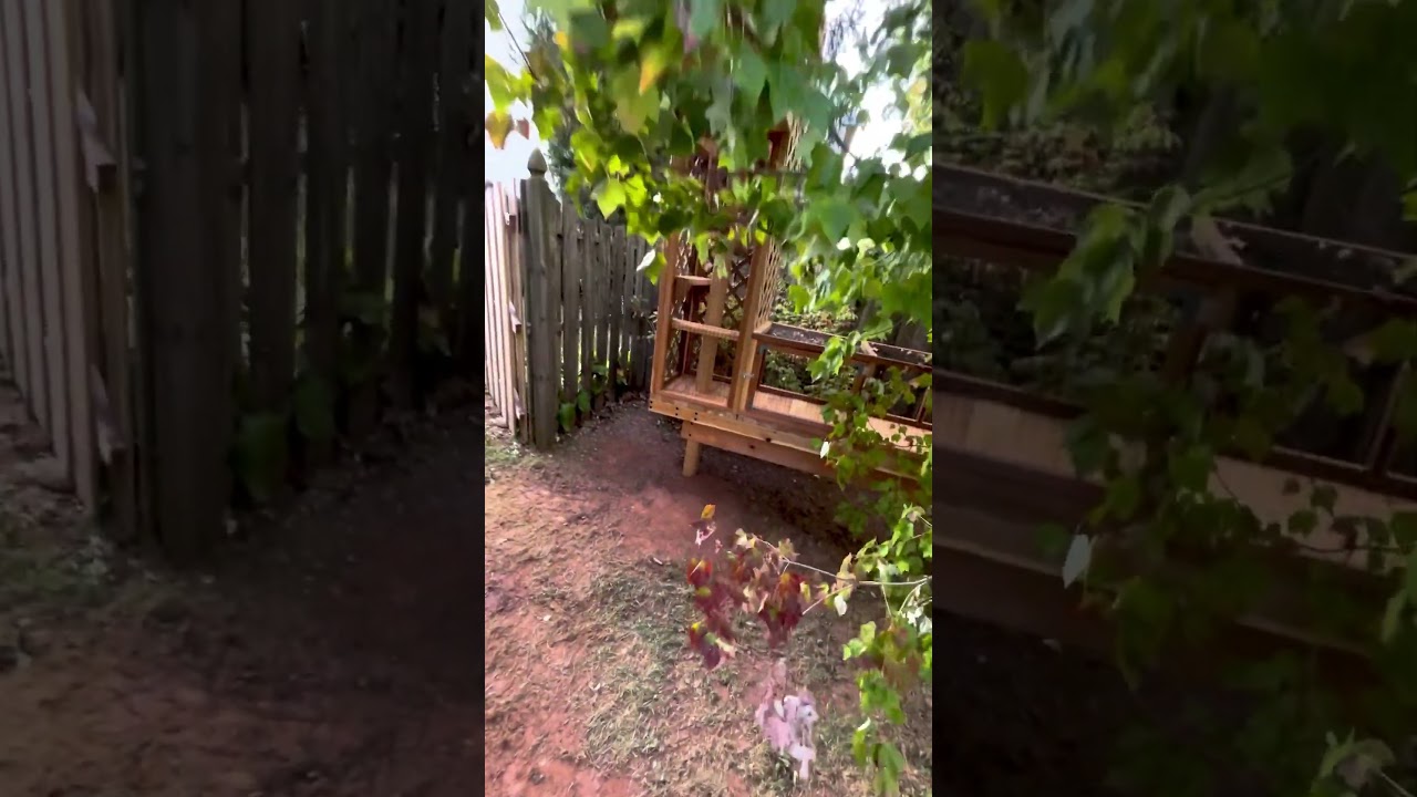 Come explore this custom Catio built for multiple cats😺😺 