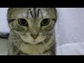 猫の連続アタック攻撃 2