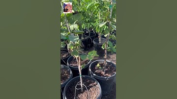 🤩🎁 Những chậu ổi ruby và  ruột trắng it hạt đài Loan 💐👍