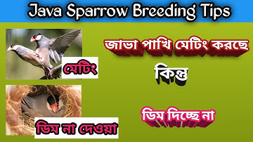 জাভা পাখি মেটিং করছে কিন্তু ডিম পারছে না।।Java Sparrow Breeding tips 🤔java pakhi palon