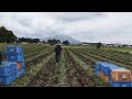 FARM LYN is SILENT live! Thank goodness the onion harvest is over. next season again
