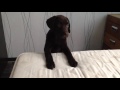 Щенок лабрадора очень хочет на кровать (labrador puppy)