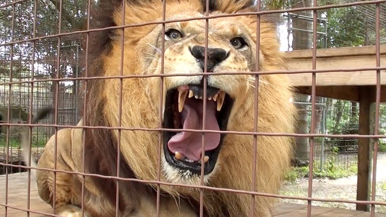 Lion Roar Scares Kid