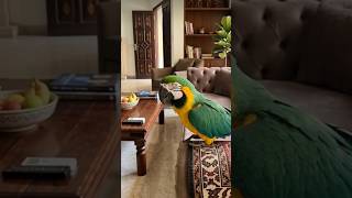 Sweet chirps, happy heart 💚Hashtags: #parrot #parrotlove #parrotlife #birdlovers #cutebirds🦜