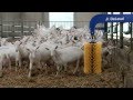 DeLaval Mini swinging brush MSB - Happiness for calves an...