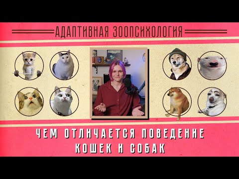 Чем ОТЛИЧАЕТСЯ поведение КОШКИ от поведения СОБАКИ