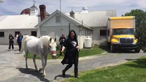 Tracey Stewart talks about Lily the horse and her ...