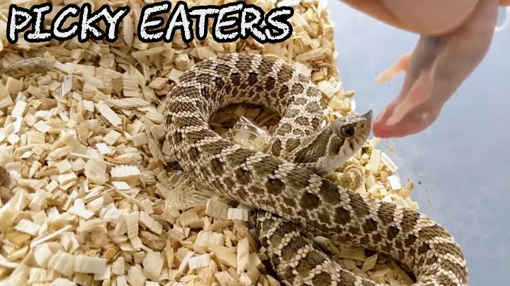 Tips and Tricks for Picky Eating Hognose Snakes with Kevin Rhodes