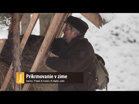 Video: Ako Uloviť Burbot V Zime