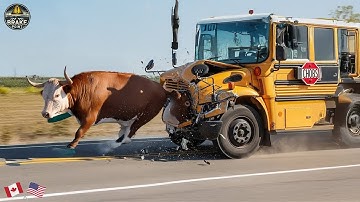 100 Brutal Collisions Caught On Camera 2025 | Invasive Species Accidents | Idiots in Cars