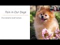 Golden Zoomies: Pain Management, Grief and Pet Loss.