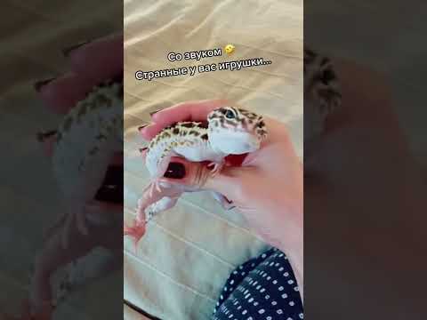 Настоящий или нет? #геккон #эублефар #ящерица