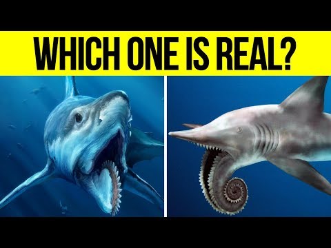 WEIRDEST Prehistoric Sharks That Ever Lived!