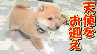 おさるにそっくり様　lupilien2点おまとめ A small and lively puppy like a stuffed animal ♥ - YouTube