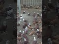 Продам благодарненских голубей
