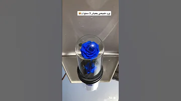 ورد طبيعي يعيش 3 سنوات للاستفسار 0594001988 اكسبلور الدمام ايفون اغاني ورد وردة عرب اكسبلورر 