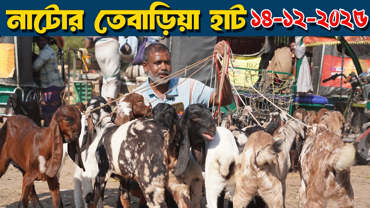 নাটোর তেবাড়িয়া হাট থেকে ছাগলের দাম জানুন | Tebaria Hat Natore | Goat Market bd