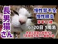 【追悼.長男猫さん】6/20日1周忌✽慢性腎不全と慢性膵炎 2年の記録✦Cat died of chronic renal failure and chronic pancreatitis✦