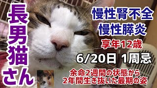 【追悼.長男猫さん】6/20日1周忌✽慢性腎不全と慢性膵炎 2年の記録✦Cat died of chronic renal failure and chronic pancreatitis✦