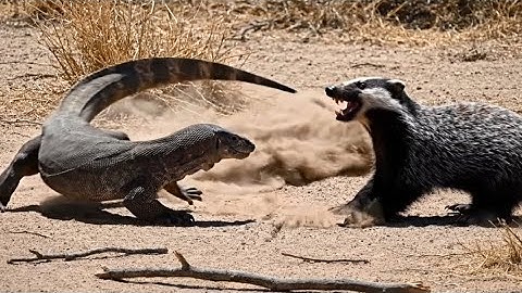 Honey Badger Vs. Monitor Lizard: THE INCREDIBLE BATTLE