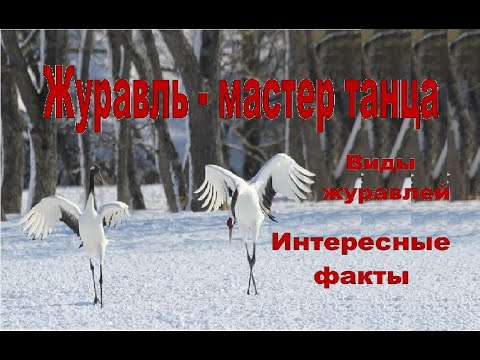 Журавль мастер танца  Все виды журавлей Интересные факты