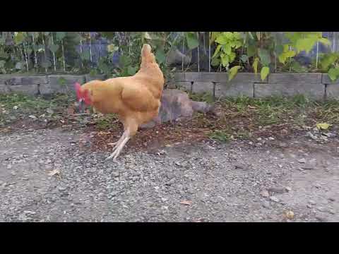 GALLINA MATA RATÓN QUE ASUSTÓ A GATO