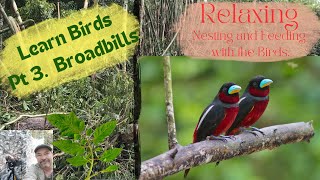 Learn Birds - Relaxing, Drinking and Bathing with the Birds. [ Broadbills 2024 ]