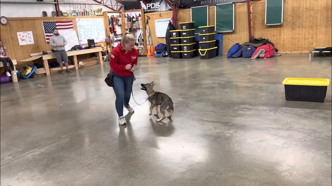 Sharp as a whip miss whisp gsd 16wks old home raised personal