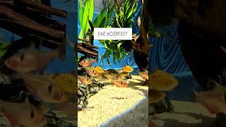 EAE CURTIU ? #aquarismo #peixe #peixesamazonicos