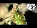 Costa Rican Cellar Spider vs Geophilid Centipede | MONSTER BUG WARS