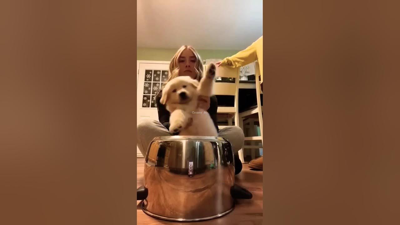 Dog play drum π₯ #drums #play #dog #cute Dog play drum π₯ #drums #play #dog #cute