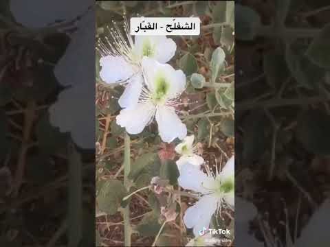 بعض فوائد نبات الشفلح