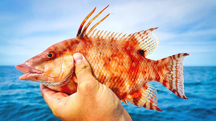 Tampa Bay Offshore Hogfish Fishing - Catch and Cook