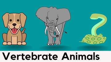 Learn 20 Vertebrate Animals Names | With Pictures Show