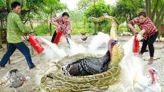 Download Lagu Shocking Animal Rescue: Mother Turkey Attacked by Giant Python! Harvesting Jackfruit for sale! MP3 Download Lagu Shocking Animal Rescue: Mother Turkey Attacked by Giant Python! Harvesting Jackfruit for sale! MP3