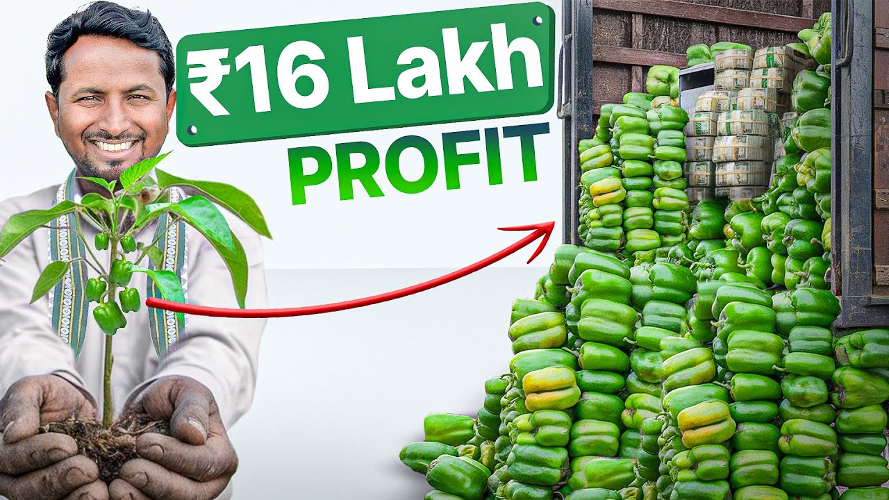पैसा उगाओ, सपने सजाओ💸🫑 पैसा छापने वाली खेती | Capsicum Farming | Indian Farmer