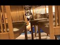 歯磨きから一生逃げ続けたい、でも逃げられないシベリアンハスキー
