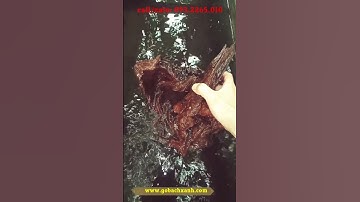 Gỗ bách xanh Mộc Châu chìm nước- gobachxanh.com #gobachxanh #bonsai #caybachxanh