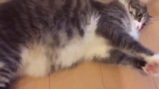 お腹触られ&ハイタッチを繰り返す猫 ノルウェージャンフォレスト Repeat the tummy rub and  high five.Norwegian Forest Cat.