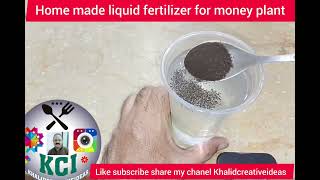 Money plant - Organic fertilizer - best fertilizer homemade fertilizer - kitchen gardening