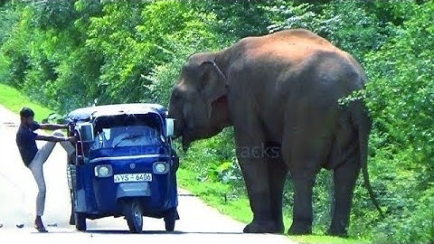 elephant 🐘 attacks tuk tuk &5 #attack #wildlife #wildelephants #adventure