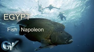 Рыба Наполеон В Египте Фото