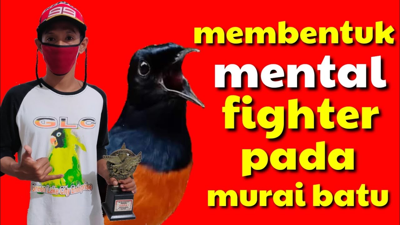 meningkatkan mental murai batu agar menjadi fighter