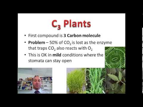 C3 C4 And Cam Plants Chart