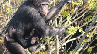 Ren is growing rapidly! Milk training!　Kumamoto City Zoo　Chimpanzee　202212