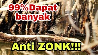 SUARA PIKAT BURUNG KECICI BELALANG!!!ANTI ZONK