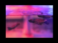 Trippy Turtle Take U Down Trippy Turtle Take U Down