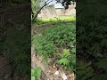 ​What is growing outside my house? 😁 🍀#hemp #bhang ,Cannabis,Marijuana, weed 🌲🌿🙅🌱